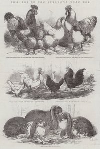 Premios de la Gran Exposición Metropolitana de Aves de Corral